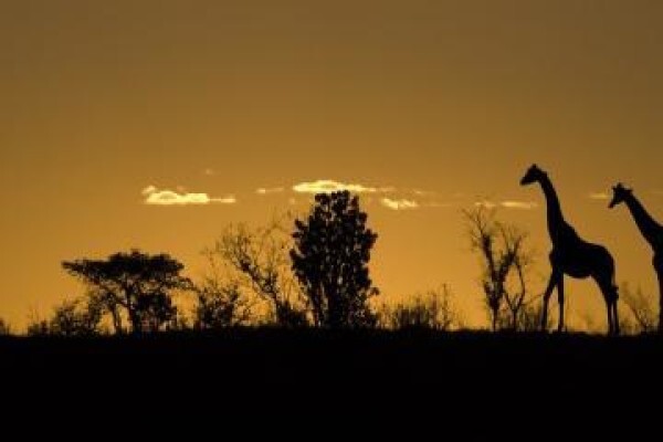 African Eagle Tours:Bookings