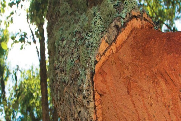 Cork Supply South Africa (Pty) Ltd