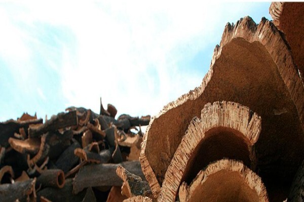 Cork Supply South Africa (Pty) Ltd