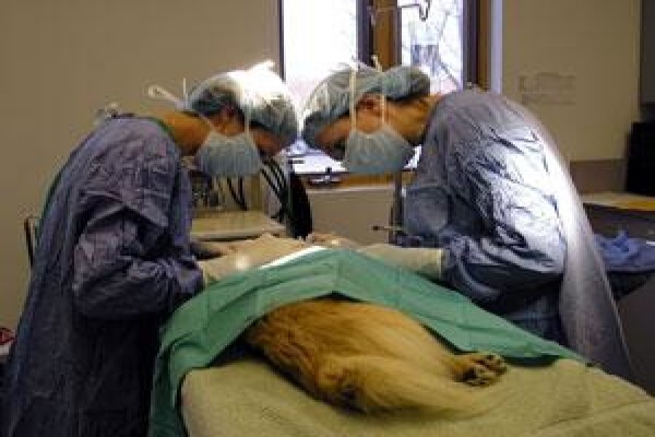 Highveld Animal Clinic