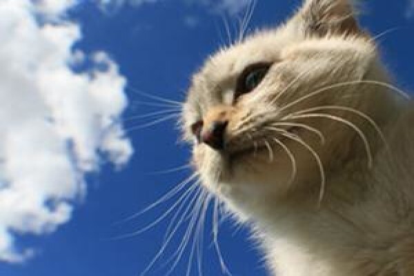 Highveld Animal Clinic