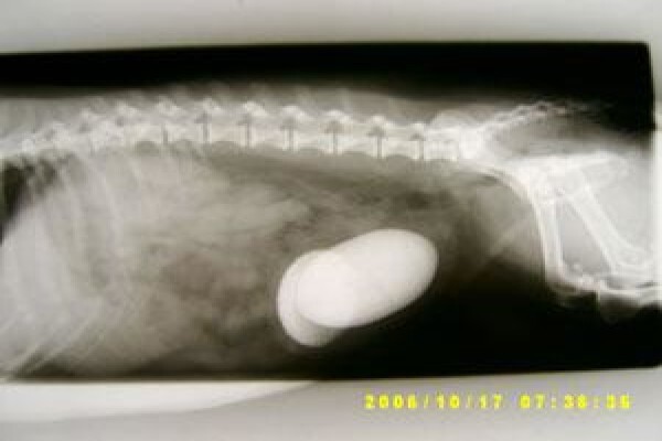 Highveld Animal Clinic