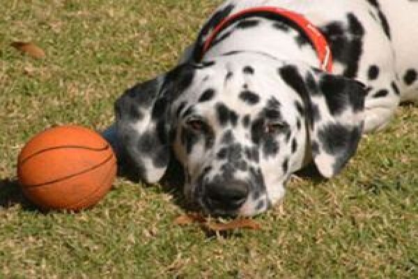Highveld Animal Clinic