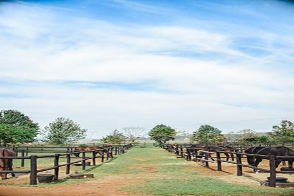 Summerveld Equine Hospital