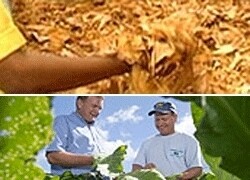 British American Tobacco Manufacturers SA (Pty) Ltd
