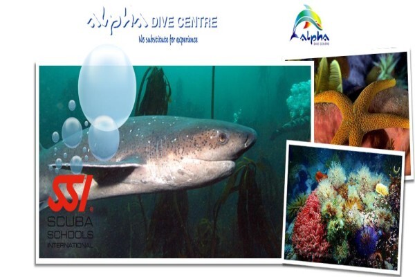 Alpha Dive Centre