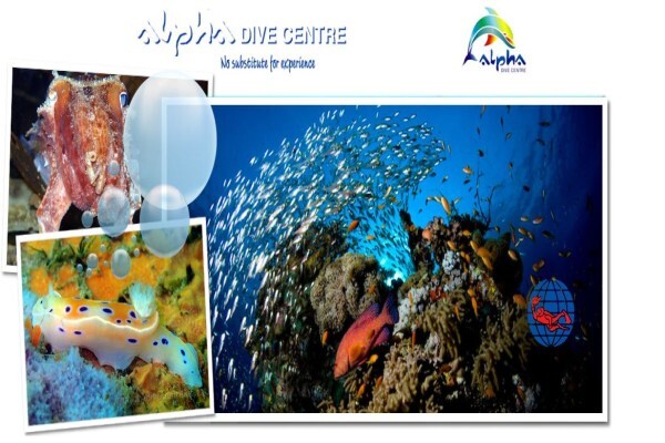 Alpha Dive Centre