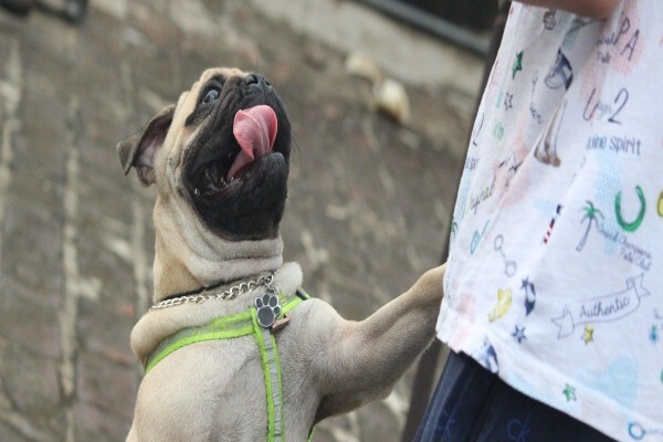 Canine Concepts Behaviour & Training CC