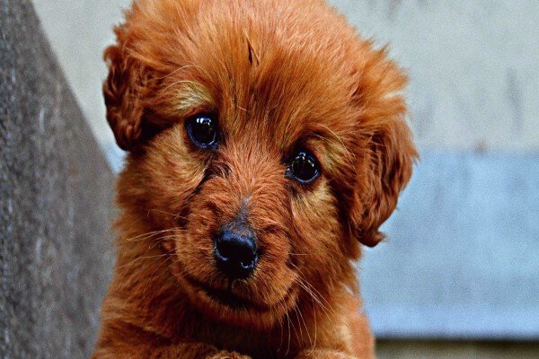 Canine Concepts Behaviour & Training CC