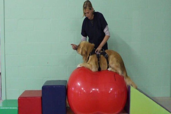 Canine Concepts Behaviour & Training CC