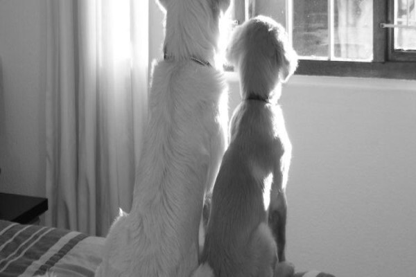 Canine Concepts Behaviour & Training CC