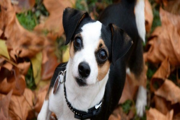 Canine Concepts Behaviour & Training CC