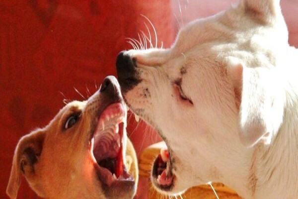 Canine Concepts Behaviour & Training CC