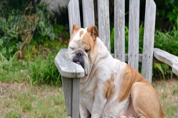 Canine Concepts Behaviour & Training CC