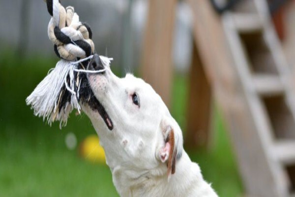 Canine Concepts Behaviour & Training CC