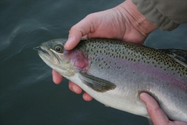 Highlander Trout Lodge
