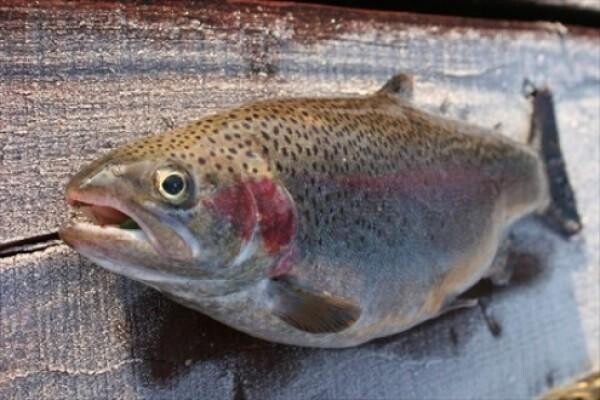 Highlander Trout Lodge