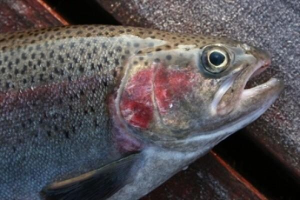 Highlander Trout Lodge
