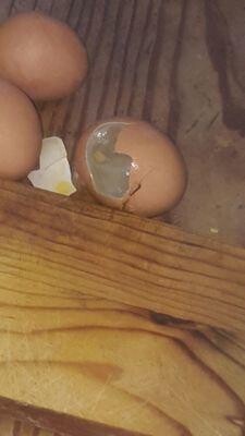 Beckley Brothers Poultry Farm (Pty) Ltd