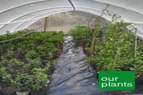 Trees & Hedges Nursery