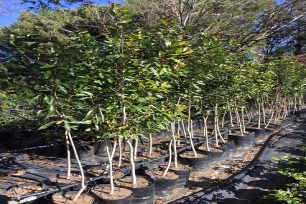 Trees & Hedges Nursery