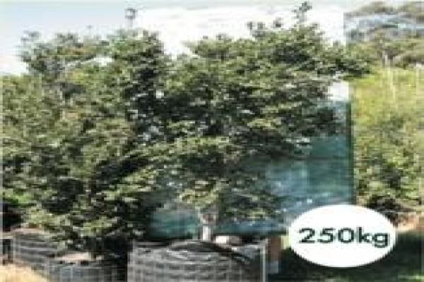 Trees & Hedges Nursery