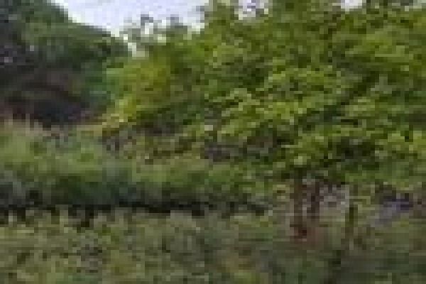 Trees & Hedges Nursery