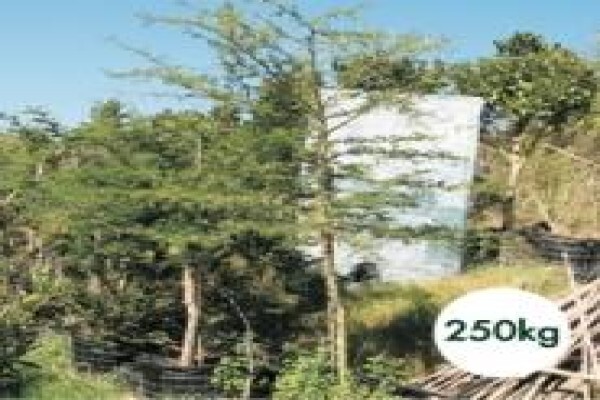 Trees & Hedges Nursery