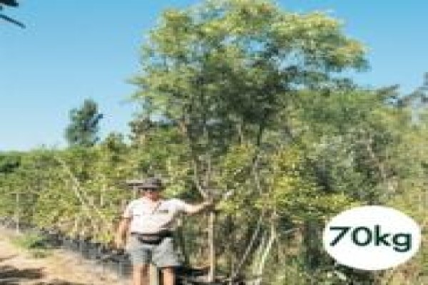 Trees & Hedges Nursery