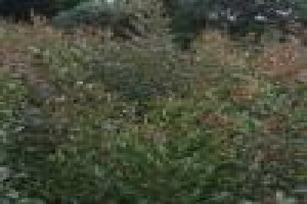 Trees & Hedges Nursery