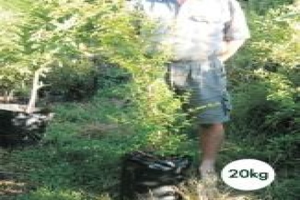 Trees & Hedges Nursery