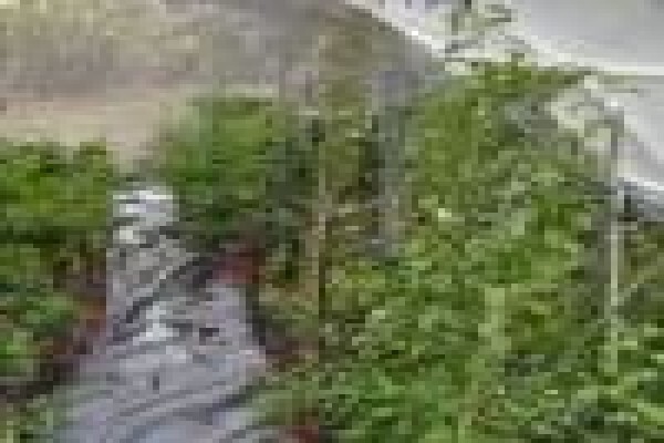 Trees & Hedges Nursery