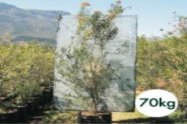 Trees & Hedges Nursery