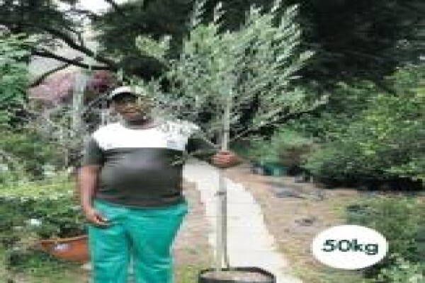 Trees & Hedges Nursery