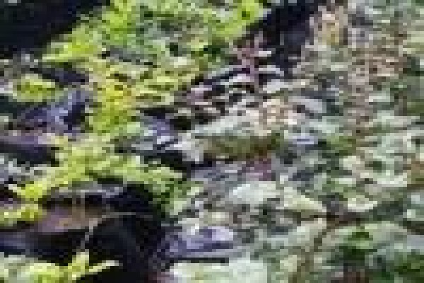 Trees & Hedges Nursery