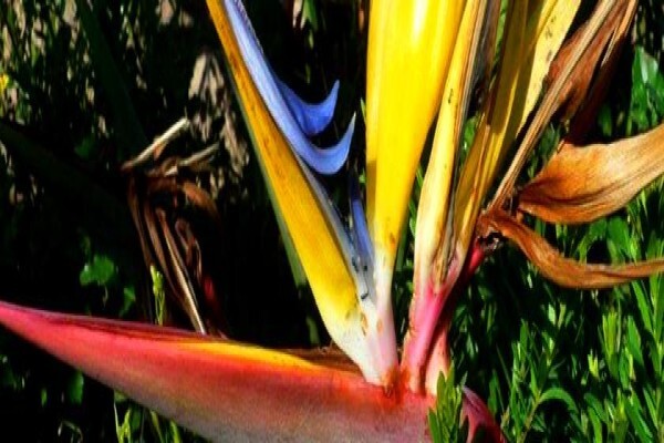 Twinstreams Indigenous Nursery & Landscaping