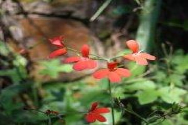 Twinstreams Indigenous Nursery & Landscaping