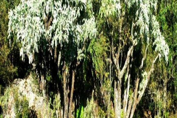 Twinstreams Indigenous Nursery & Landscaping