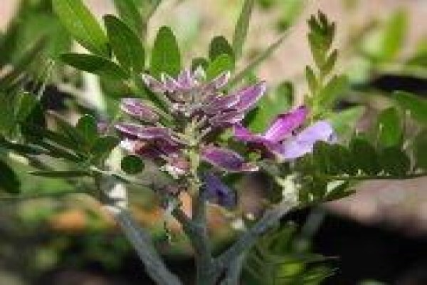 Twinstreams Indigenous Nursery & Landscaping