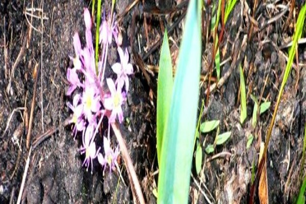 Twinstreams Indigenous Nursery & Landscaping