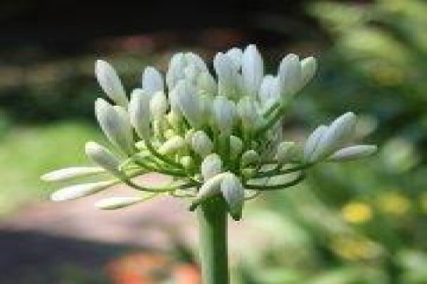 Twinstreams Indigenous Nursery & Landscaping