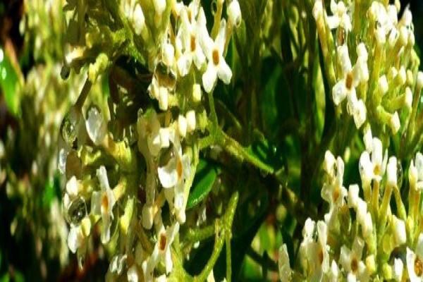 Twinstreams Indigenous Nursery & Landscaping