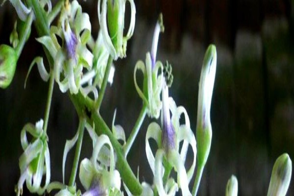 Twinstreams Indigenous Nursery & Landscaping