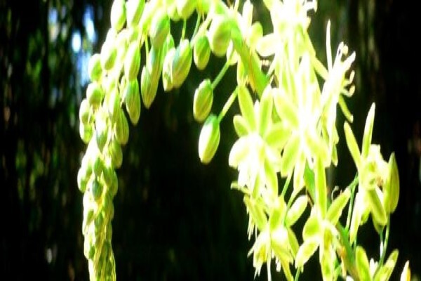 Twinstreams Indigenous Nursery & Landscaping
