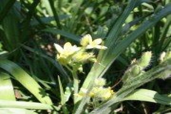 Twinstreams Indigenous Nursery & Landscaping