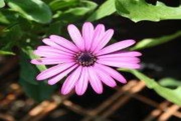 Twinstreams Indigenous Nursery & Landscaping