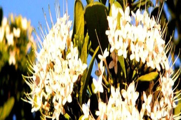 Twinstreams Indigenous Nursery & Landscaping