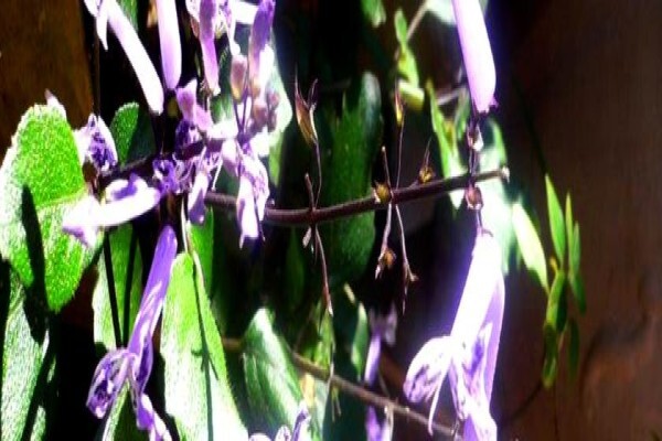 Twinstreams Indigenous Nursery & Landscaping