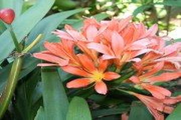 Twinstreams Indigenous Nursery & Landscaping