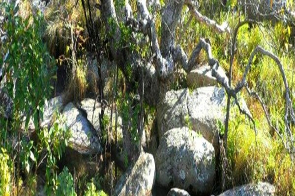 Twinstreams Indigenous Nursery & Landscaping
